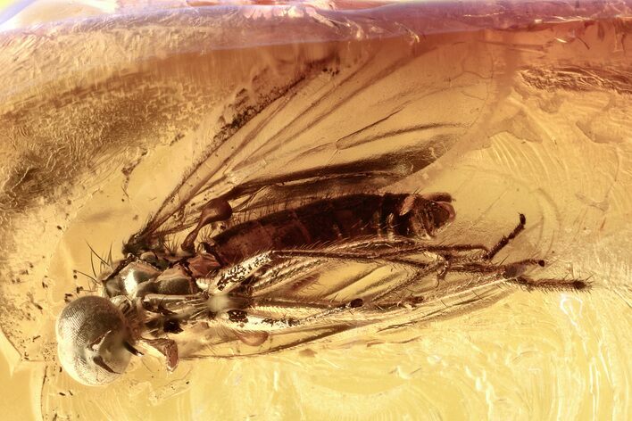 Detailed Fossil Flies (Empididae & Chironomidae) In Baltic Amber #357857